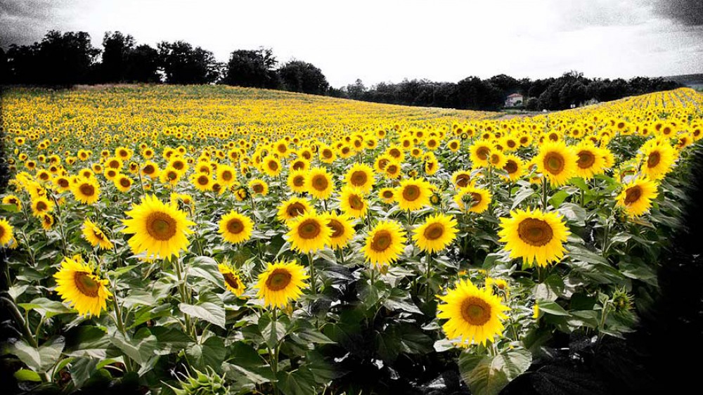 sunflowers France